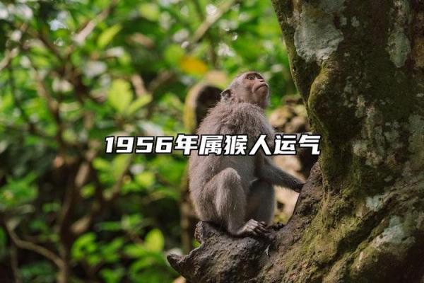 解析2016年属猴人的运势与命理：机遇与挑战并存的岁月