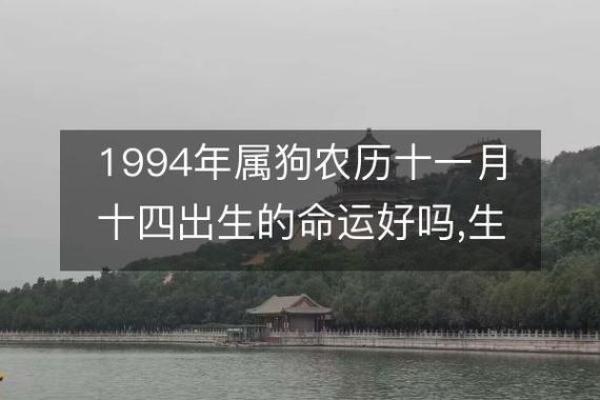 1994年属狗人的命运解析：性格特点与发展方向