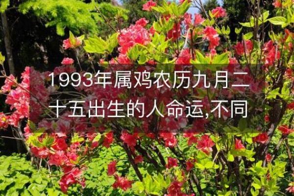 93年属鸡男孩的命运与人生解析