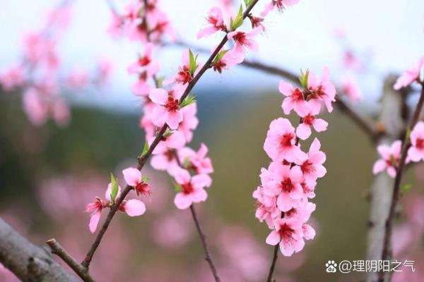 命带桃花，缘分缠绵却不易，探讨桃花命的隐秘之处