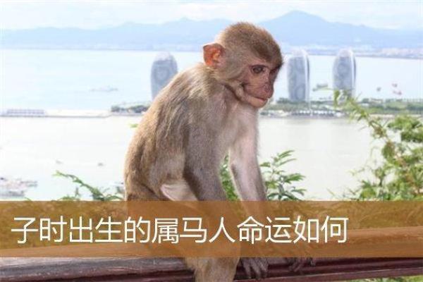 一九九零年出生的人属马，他们的命运与性格分析