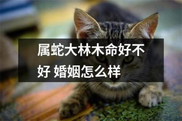 探寻大林木命：自然之木的独特魅力与象征意义