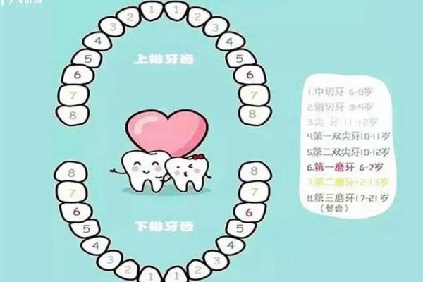 多少颗牙齿揭示了你的人生轨迹与命运秘密？