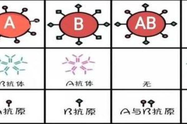 揭秘！不同血型的人生运势与命运之间的奥秘