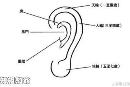 1947年木命的命理特征与人生运势探秘