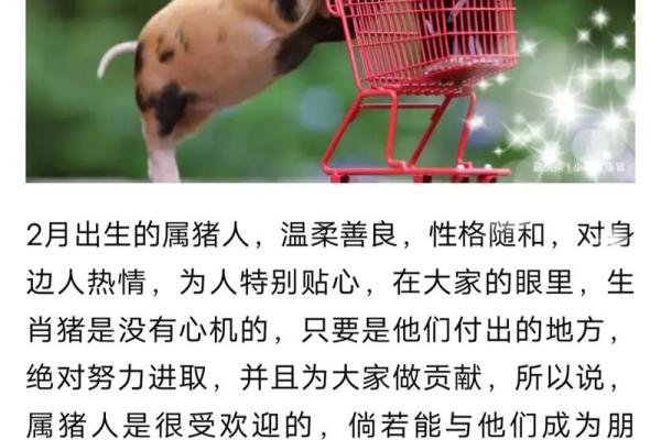 腊月属猪的人命运解析：财富、性格与人生