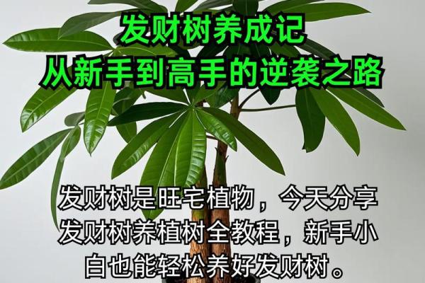 水命之人如何养殖招财植物，助你财源滚滚来！