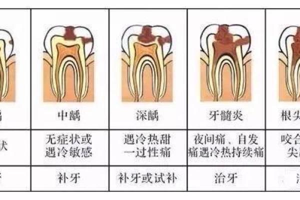 揭开牙齿的秘密：十八颗牙齿的命运与人生哲学