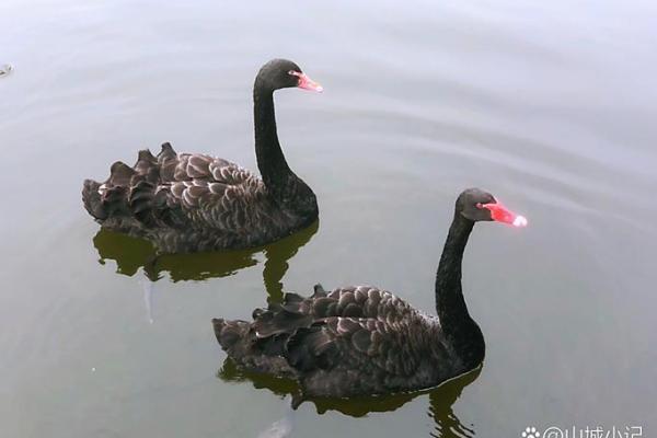 少爷的宠物：优雅与灵动的天鹅