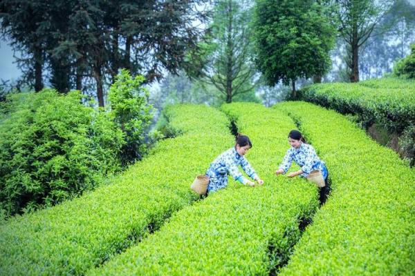 天生泡菜命：寻味生活的独特风景与甜蜜启示