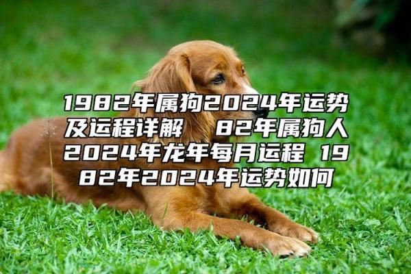 1982年属狗人的命运与人生探秘：揭示属狗人的特质与运势