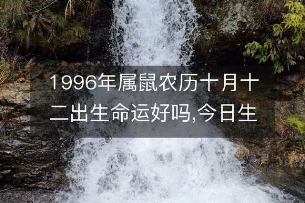 1996年出生的女性命运解析：与生肖鼠共舞的一生