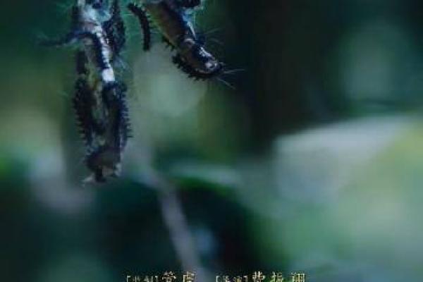 命犯桃花与剑：解析人际关系中的情感与挑战之道