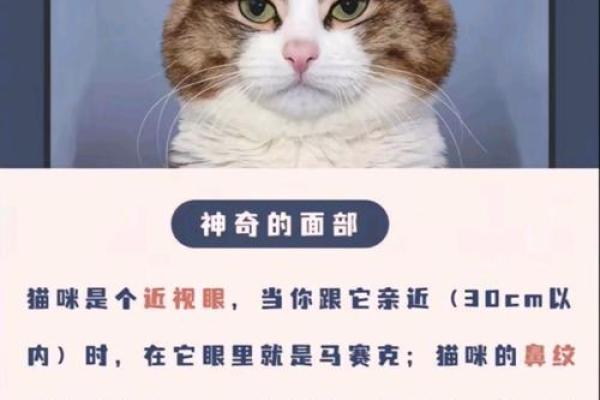 一只猫的命运：探索猫咪与人类之间的奇妙关系