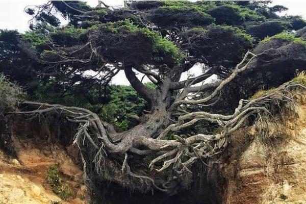 沙中土命的独特特性与人生启示：探寻心灵的土壤