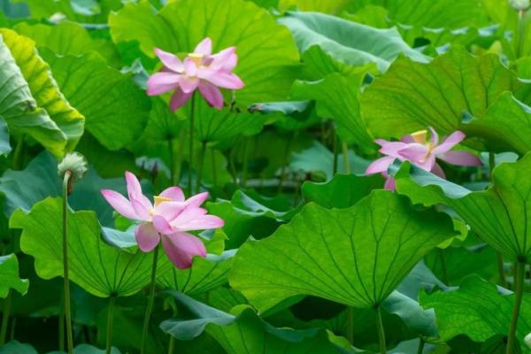 探索荷花命的深意：从寓意到人生启示