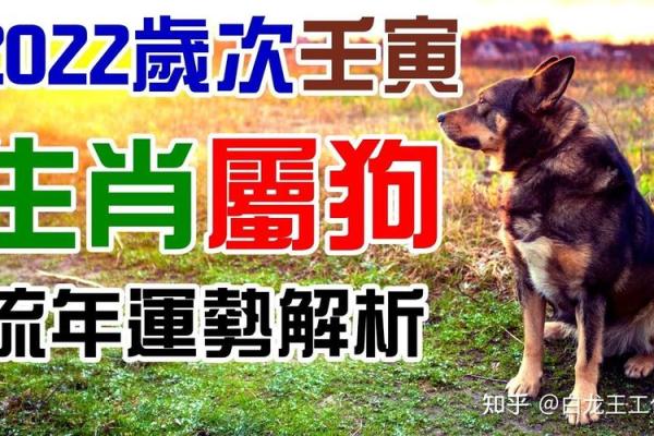 狗年腊月女宝的命运探秘：如何提升人生的幸福与运势