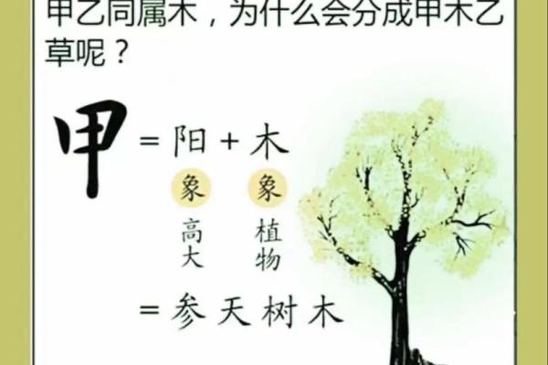 揭秘八字命理：什么样的八字代表木命？