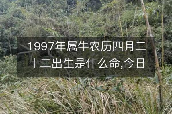 1972年属牛男的命运解析：坚韧与智慧的结合之路