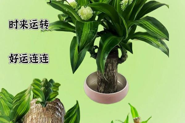 木命人适合的植物：让生活充满生机与活力