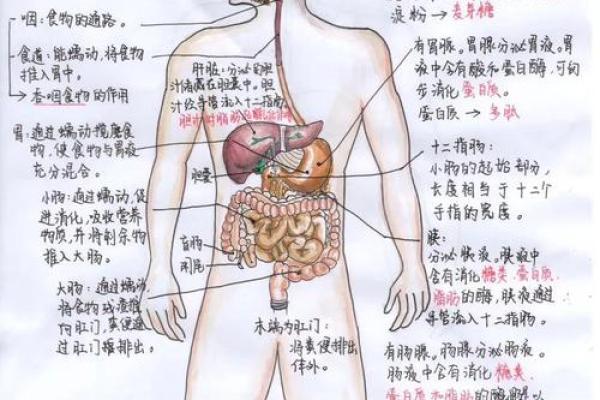 探索宝命十二丹的奥秘：揭示古老疗法的现代应用与神奇功效