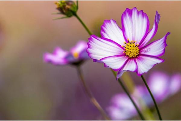 命理学中的桃花水：揭开爱情与缘分的神秘面纱