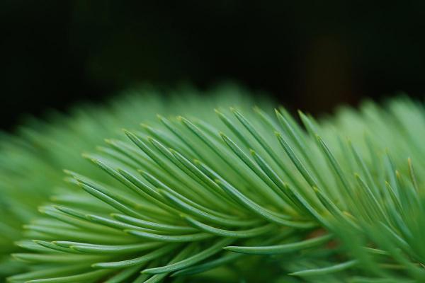 大林木命人的植物种植指南：为生活增添自然气息