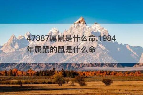 2023年鼠年的命运解析：缺什么，如何补救？