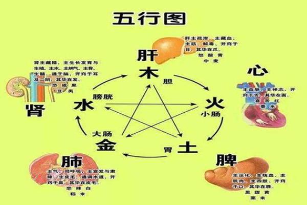 头骨很大很圆的命理解析：你命中注定有何不同？