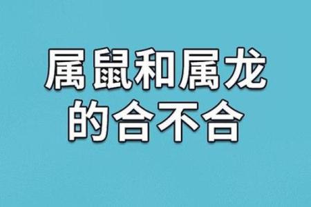 2019年鼠年：属于智慧与勇敢的命年，探寻鼠年的魅力与象征意义