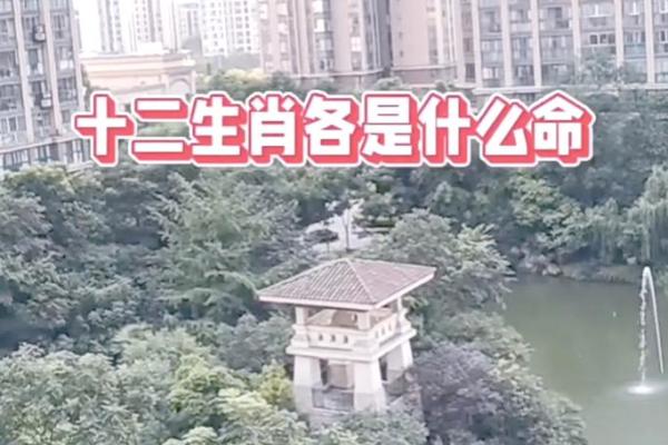 207年属相及命理解析：揭秘你的生肖命运与人生道路