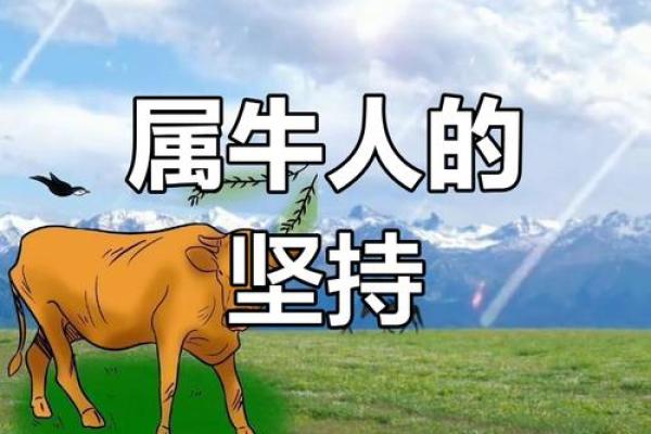 生肖牛的人命运解析：坚韧与实干的典范