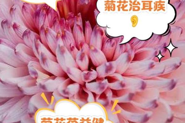 菊花命的人生特点：独特与韧性的完美结合