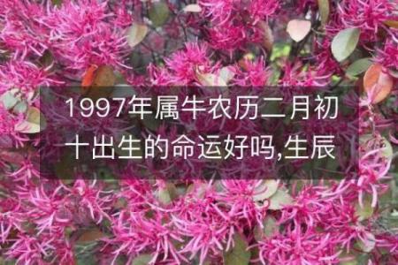 1995年属牛的命运解读：性格、运势与生活智慧