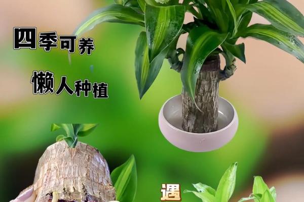 正月水命者适合养什么：与水相合的宠物与植物推荐