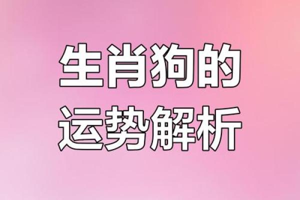 属狗男最适合的命运与运势解析