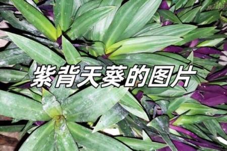 木命人适合的植物：让生命力更旺盛的选择