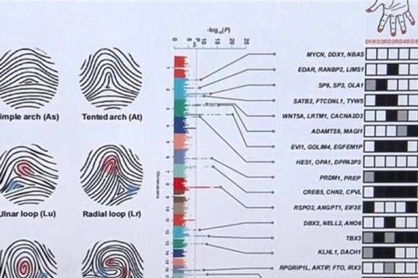 手上指纹的奥秘：揭示人格与命运的神秘密码