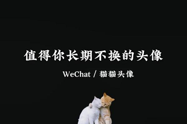 光棍命的猫咪：孤独的心灵，每一爪都是故事