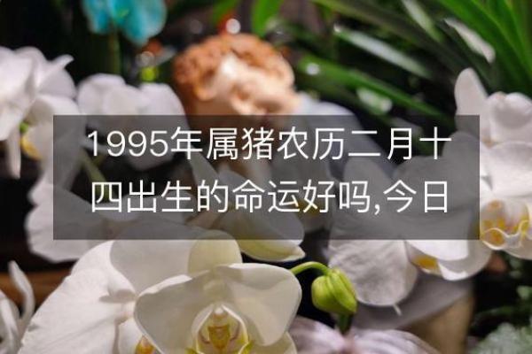 属猪1995年男孩：命运与人生的智慧之旅