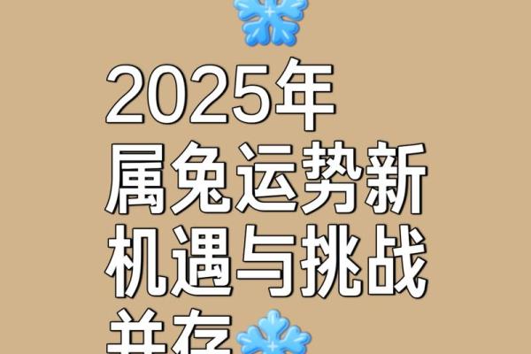 属兔之人的命运解析：与兔年相伴的生活智慧与历程