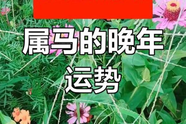 2024年属马的命运与性格：一探究竟的生辰揭秘