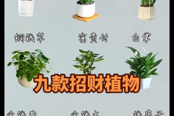 火命之人的盆栽选择：绚丽花卉与充满生机的绿植推荐