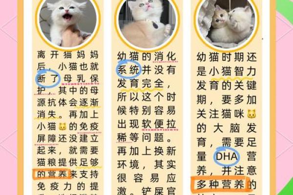 探秘猪年宝宝命理：财富与幸福的象征