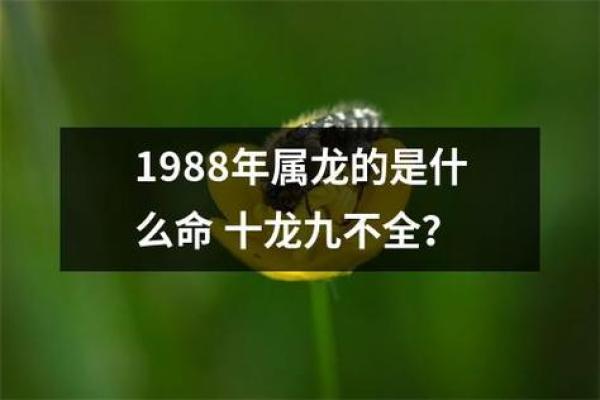 1988年属龙人的命运与特点分析：迎接成功与挑战的双重人生