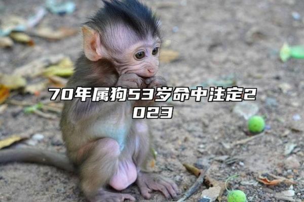 64属狗命理深度解析：性格与运势的奇妙联系