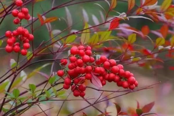 根据你的命理选择适合的植物,带来好运与吉祥 根据你的命理选择适合的植物,带来好运与吉祥