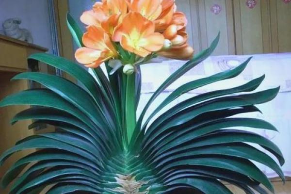 根据你的命理选择适合的植物,带来好运与吉祥 根据你的命理选择适合的植物,带来好运与吉祥