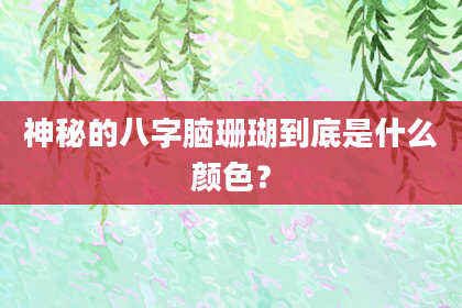 神秘的八字脑珊瑚到底是什么颜色？